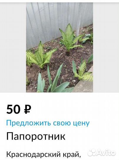 Папоротник садовый