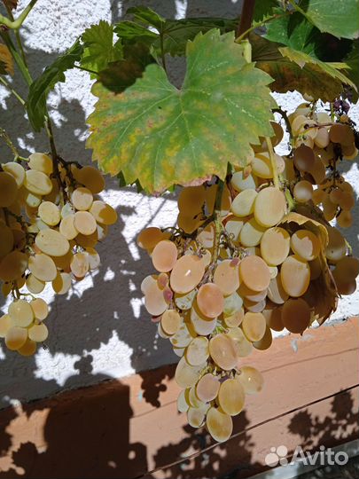 Саженцы и черенки винограда