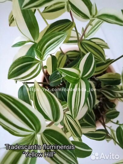 Традесканции сортовые, более 70 сортов