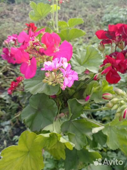 Комнатные цветы