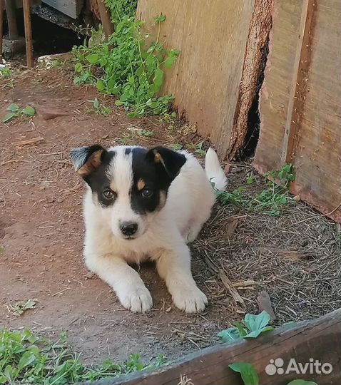 Щенки в хорошие руки