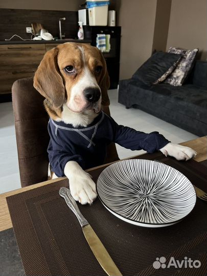 Мистер бигль приглашает на вязку