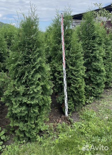 Ель голубая, Ель зеленая, Туя, Буксус, Самшит