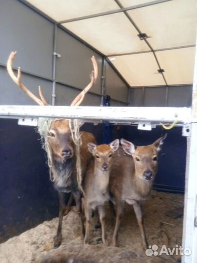 Прицеп коневоз (скотовоз)