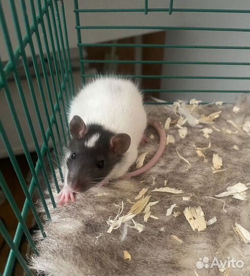 Декоративная крыса