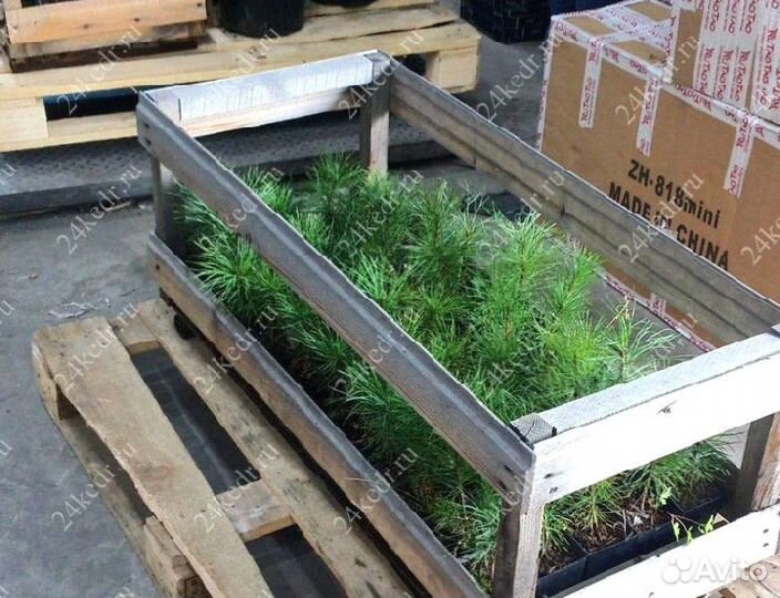 Сибирский кедр. Саженцы