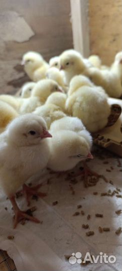 Цыплята бройлеры кобб 500.кобб 700. Росс 308