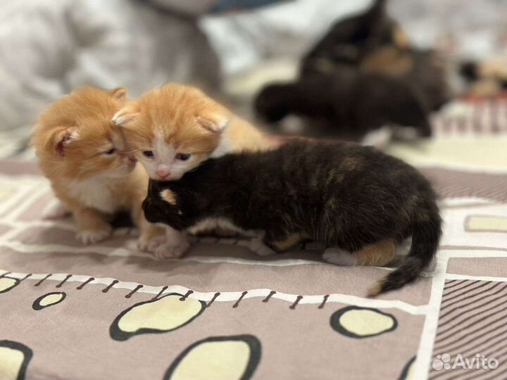 Котёнок