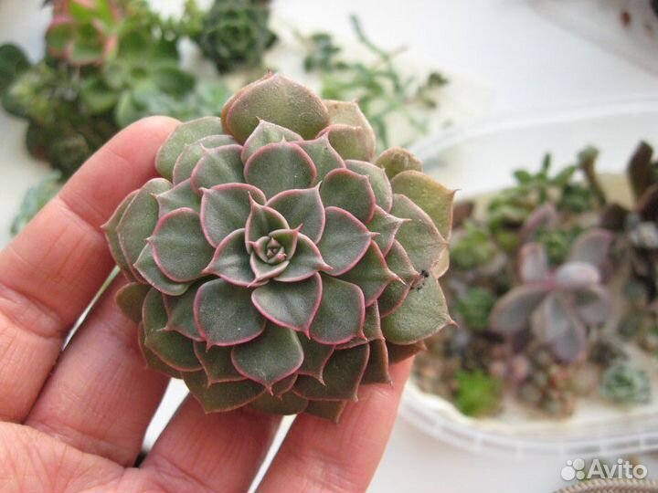Коллекционные и малоизвестные суккуленты
