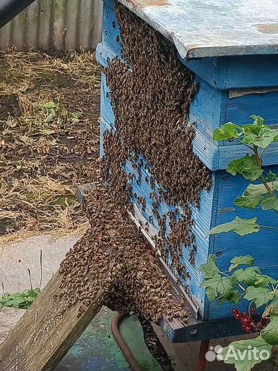 Ульи с пчёлами и мёдом (4 шт.)