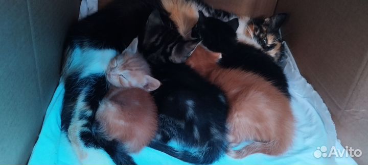 Котята в добрые руки