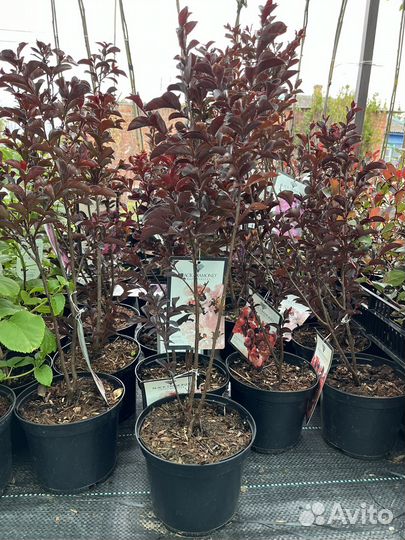 В продаже Лагестремия