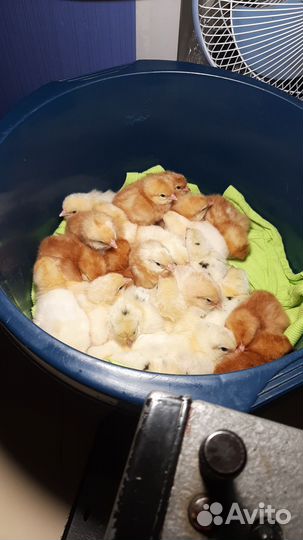 Циплята -петушки