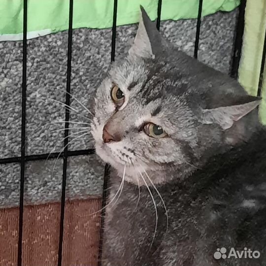 Кошка в поиске дома