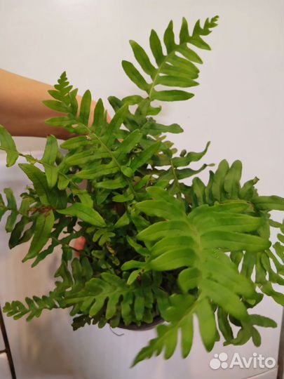 Папоротник многоножка полиподиум