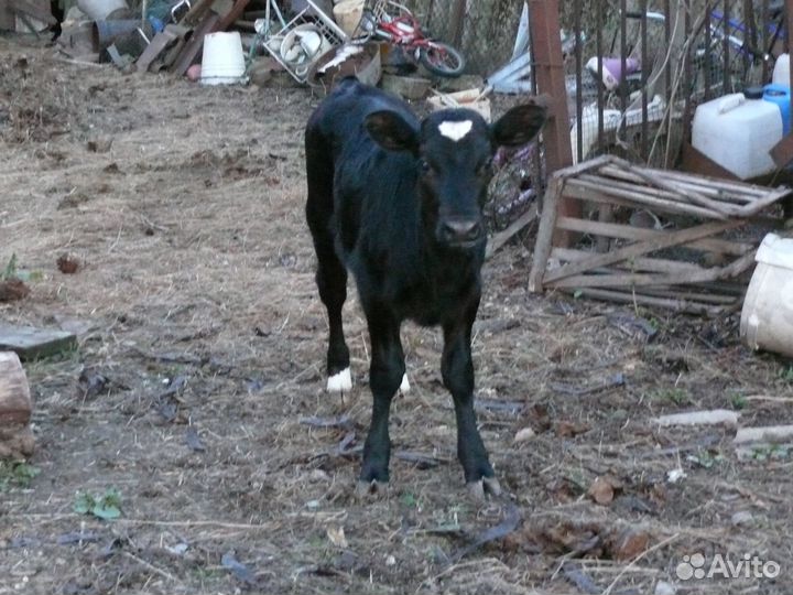 Телочка 1,5 мес