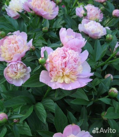 Пион сорбет