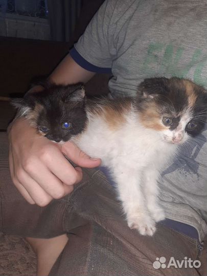 Кошка в дар бесплатно