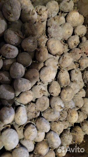 Продаю семянной картофель