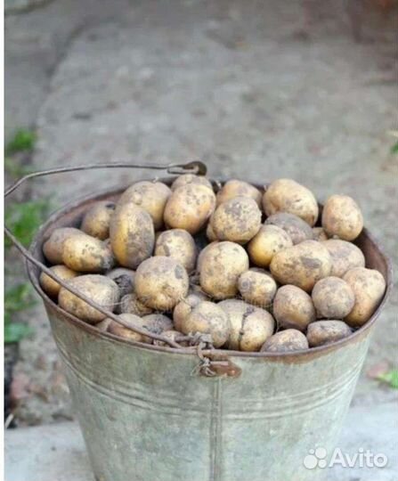 Картофель на корм животным