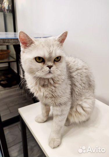 Кошка экзот или метис бесплатно