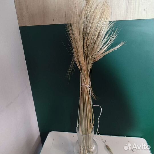 Пшеница, рожь