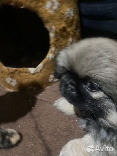 Щенки пекинеса