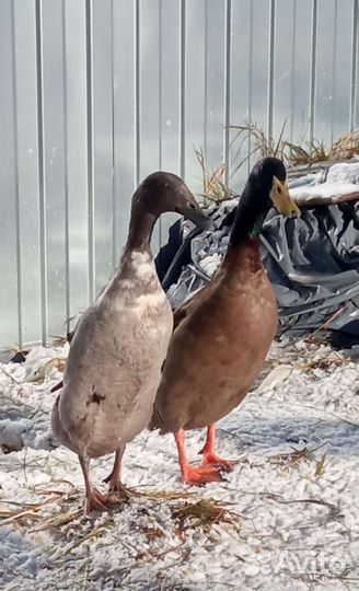 Бегунки утята