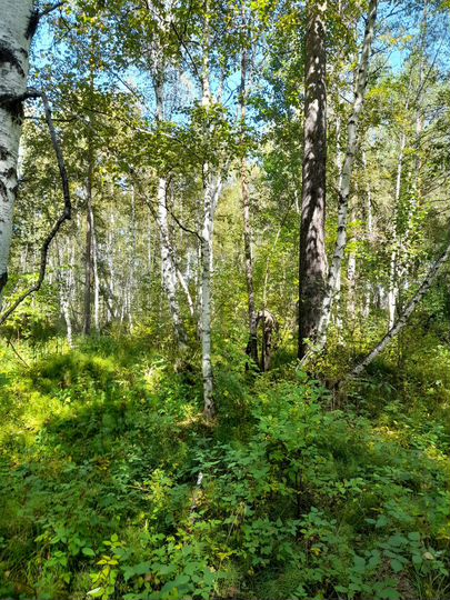 Участок 16 сот. (ИЖС)