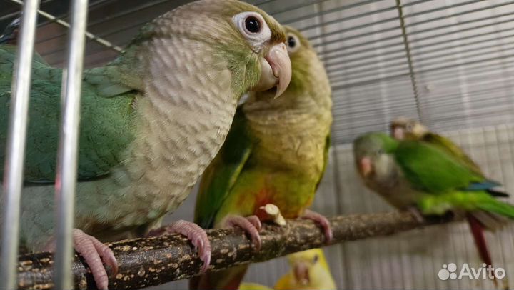 Попугай выкормыши 3 мес