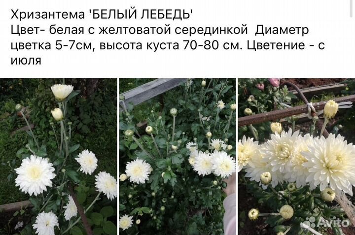 Хризантема многолетняя высокая