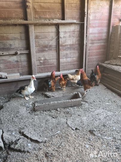 Карликовый петух