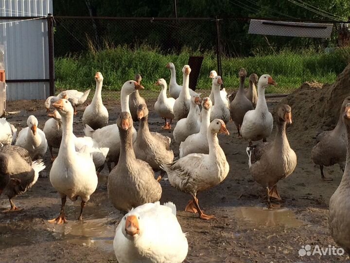 Инкубационное яйцо