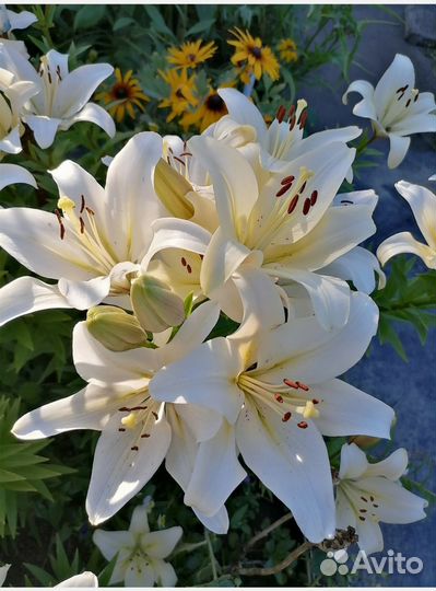 Лилии луковицы