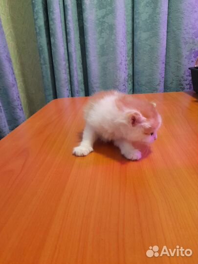 Три маленьких рыжых кота