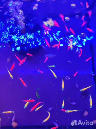 Тернеция гло