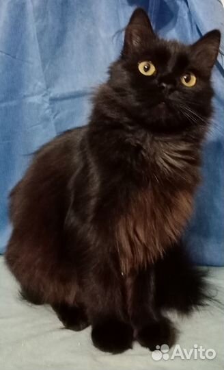 Пушинка в дар