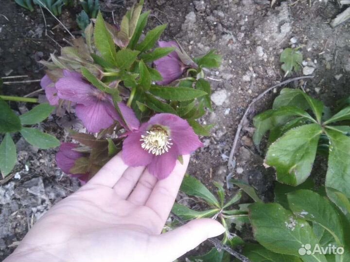 Морозник восточный