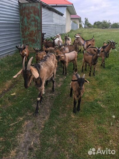 Козы чешской породы