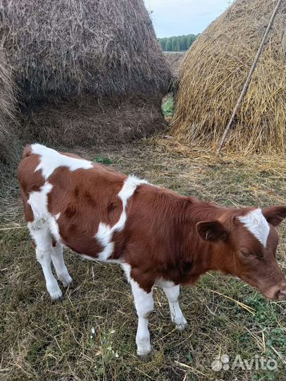 Тёлки, бычки