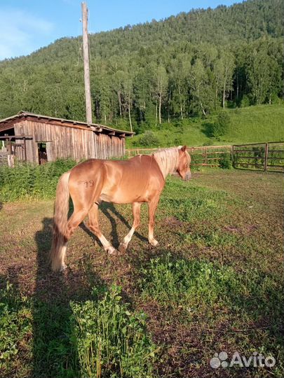 Жеребец орловский рысак