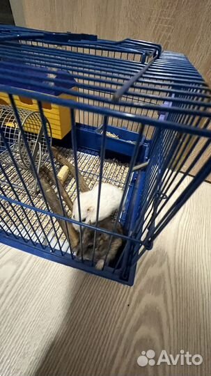 Хомяки с клеткой