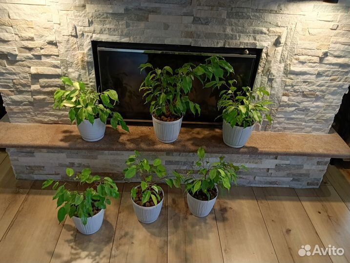 Фикус Бенджамина