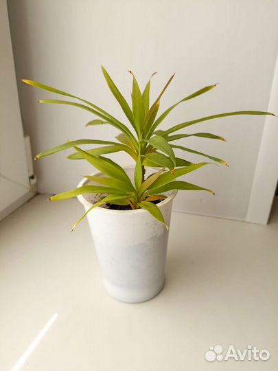 Пальма Кордилина