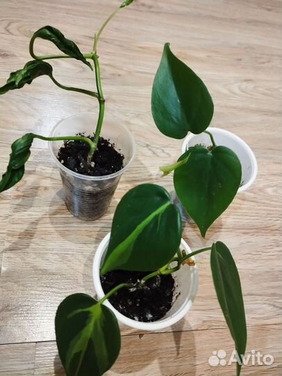 Филодендрон,эпипремнум