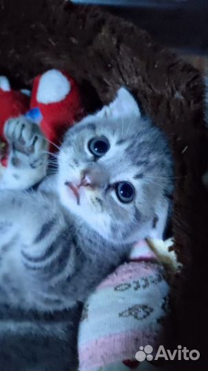 Котята в добрые руки британцы
