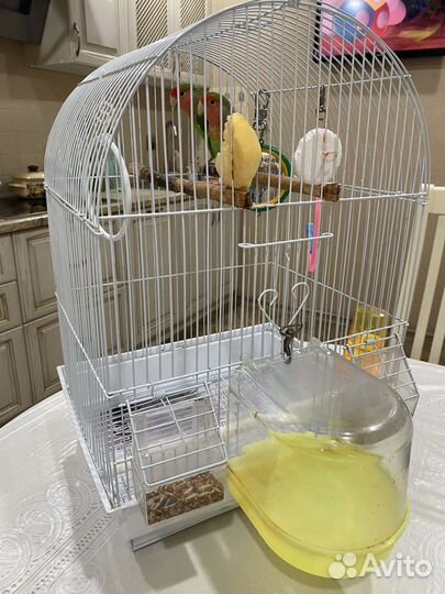 Попугаи неразлучники