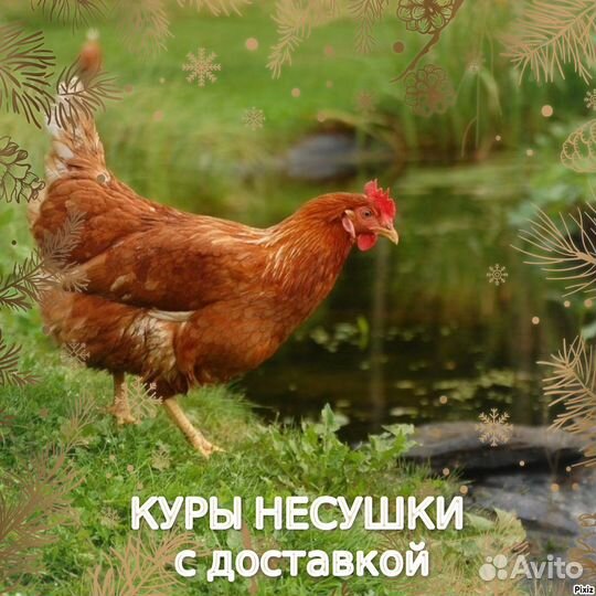 Куры подрощенные