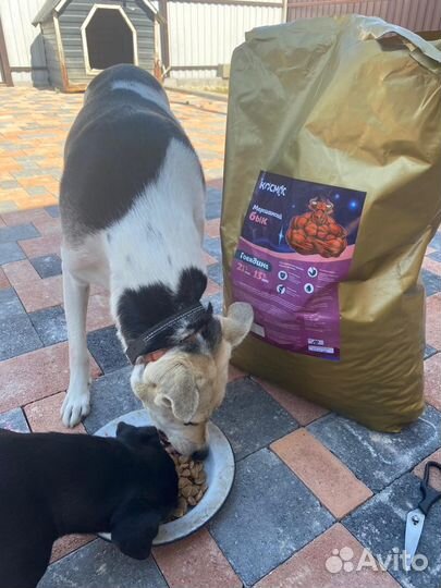 Сухой корм для собак