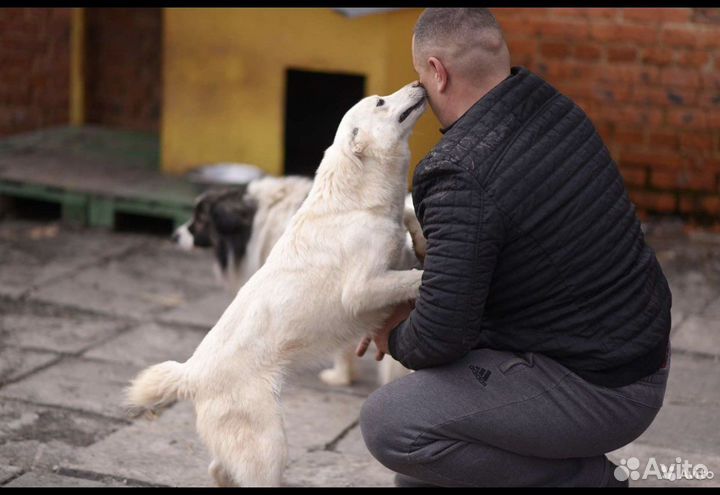 Собака в добрые руки